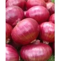Fresh red onions